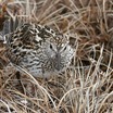 White-rumped Sandpiper